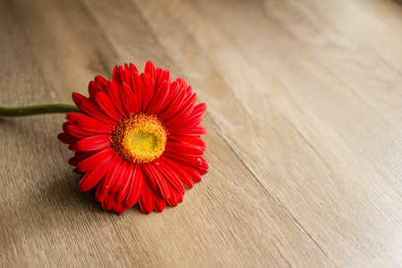 an image of red gerbera on the wood floorの写真素材