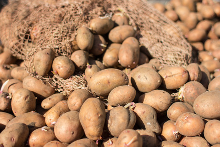 an image of potato crop on the fieldの写真素材