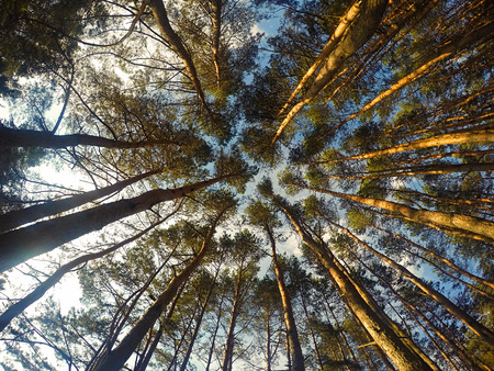 View up at the crowns of trees in an old wood