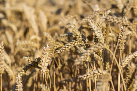 an image of wheat field on a summer day