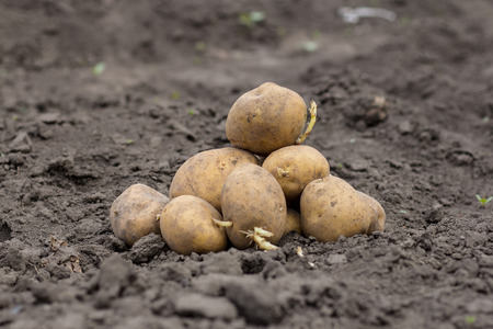 an image of organic potatoes in the fieldの写真素材