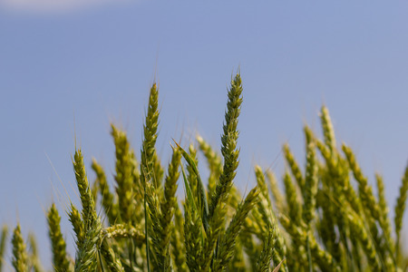 an image of wheat field on a summer dayの写真素材