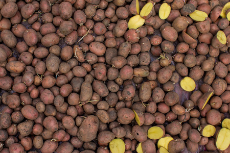 an image of organic potatoes in the fieldの写真素材