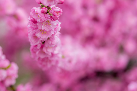 an image of Sakura flower or cherry blossom with beautiful nature backgroundの写真素材