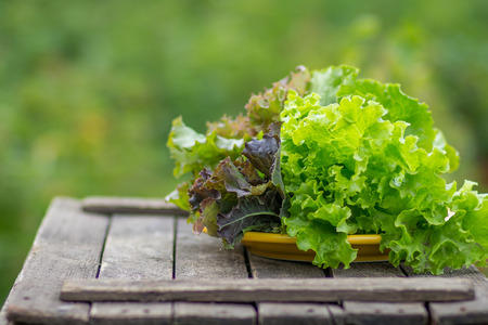 An image of green lettuce leaves.の写真素材
