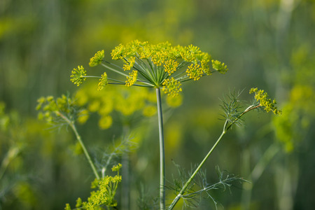 an image of yellow flowers of dill
