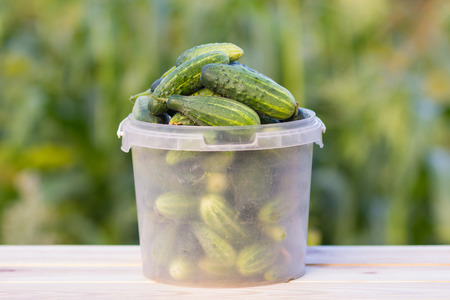 an image of harvest cucumbers in a basket on the wooden tableの写真素材