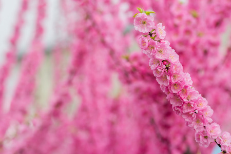 an image of Sakura flower or cherry blossom with beautiful nature backgroundの写真素材
