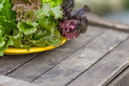 An image of green lettuce leaves.