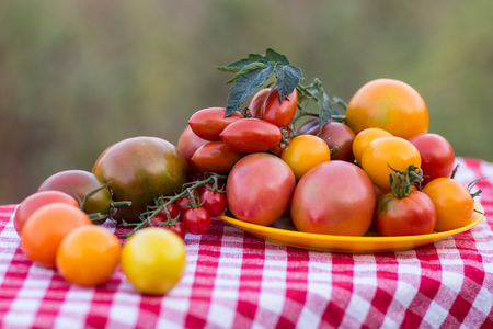 Fresh tomatoes on desk in tableの写真素材