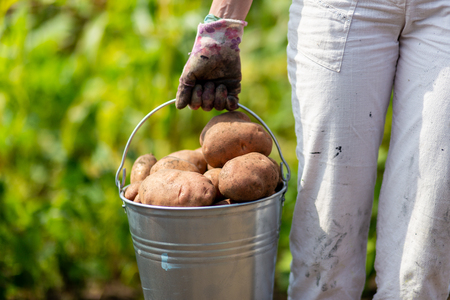 An image of farmers hand with freshly harvested potatoesの写真素材