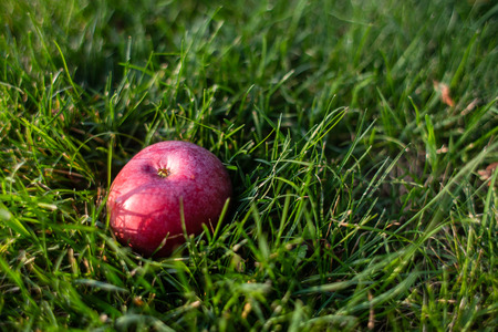 An images of red apple on the grassの写真素材