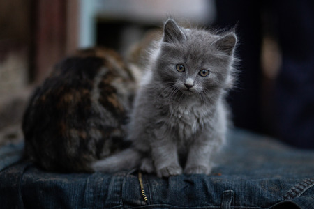 An image of domestic cat resting outdoorの写真素材