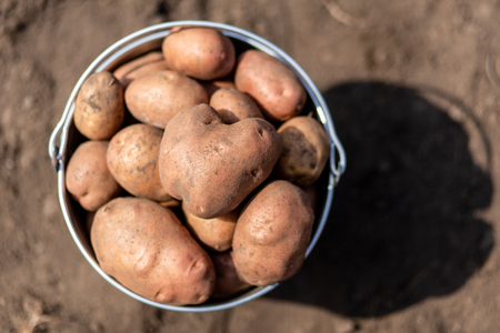 An image of potatoes in metal bucket at the vegetable gardenの写真素材