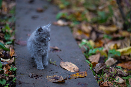 An image of domestic cat resting outdoorの写真素材