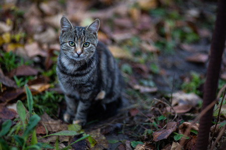 An image of domestic cat resting outdoorの写真素材