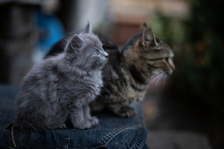 An image of domestic cat resting outdoorの写真素材
