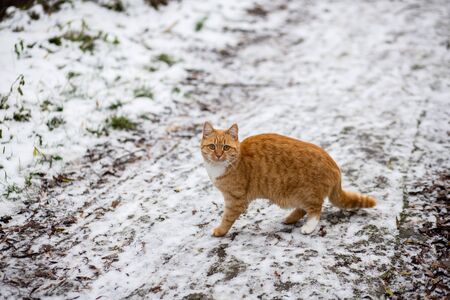An image of ginger cat on a middle of a street with a lot of snowの写真素材