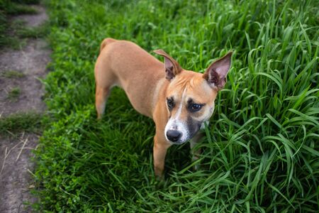 An image of American staffordshire terrier walk and playing in the nature