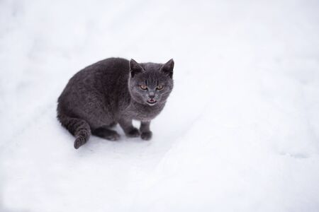 An image of grey cat on a middle of a street with a lot of snowの写真素材