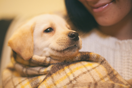 Funny small labrador looking to his mistressの写真素材