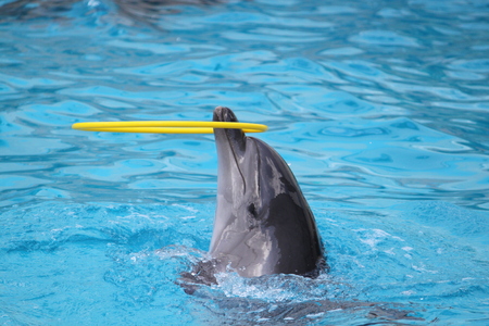 Dolphins swiming in pool and playing with toyの写真素材
