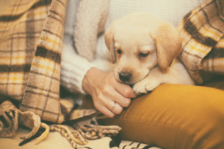 Funny small labrador sitting on the womans legs in autumnの写真素材
