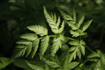 Nephrolepis exaltata The Sword Fern - a species of fern in the family Lomariopsidaceaeの写真素材