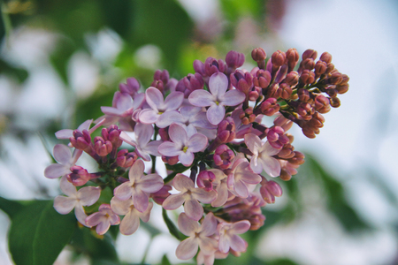 purple lilac flowers basket Syringa vulgarisの写真素材