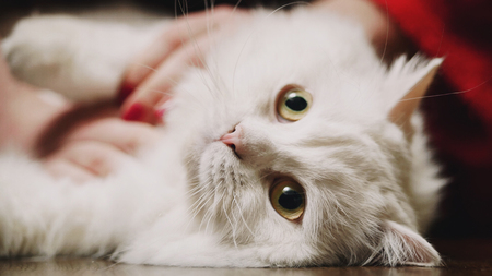 Beautiful white fluffy cat lying on the groundの写真素材