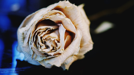 Colorful flower old one white roseの写真素材