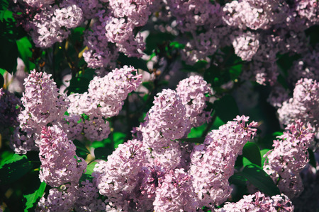 purple lilac flowers basket Syringa vulgarisの写真素材