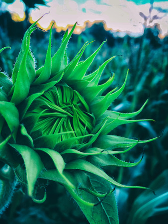 Young Shut Sunflower natural background, Sunflower blooming, Sunflower oil improves skin health and promote cell regeneration,の写真素材