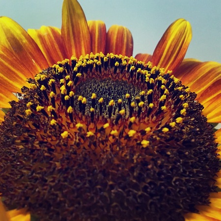 Sunflower natural background, Sunflower blooming, Sunflower oil improves skin health and promote cell regeneration,の写真素材