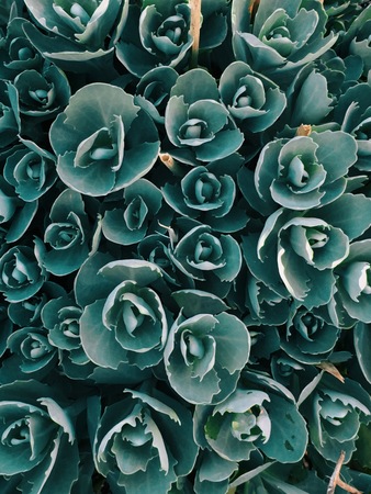 Decorative garden plant Sedum prominent lat. Sedum spectabile . Autumn floweringの写真素材