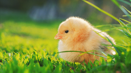 little yellow chicken sitting in green grass, moving heads and pecking grass. Close upの写真素材