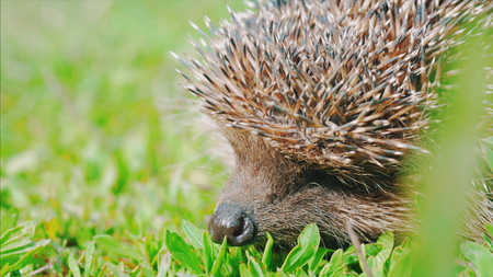 Sweet hedgehog in nature background. Natural light. Close up view.の写真素材