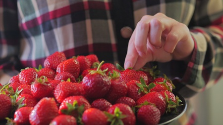 Young Woman in Plaid shirt holding bowl of berries and taking a big ripe strawberry. No face, only hands.の写真素材