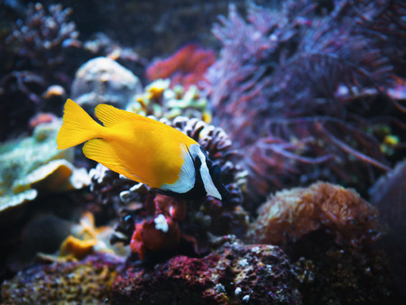 Close-up yellow bright small fish swimming in aquarium.の写真素材