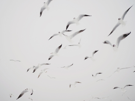 Gulls flying at the beach, sky In winter. Minimalismの写真素材