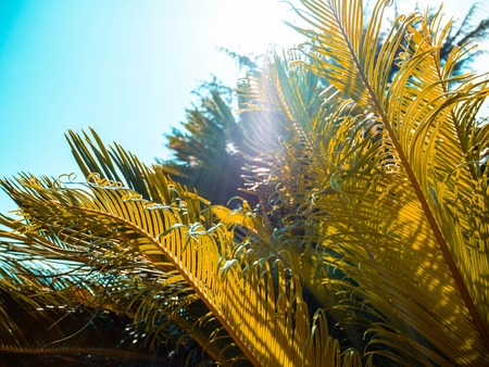 Beautiful palm tree leaves on blue sky background on the South at summer season.