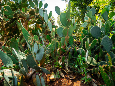 Prickly cactus succulents in a botanical garden