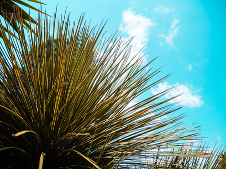 Beautiful palm tree leaves on blue sky background on the South at summer season.の写真素材