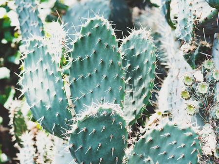 Prickly cactus succulents in a botanical garden or desert.の写真素材