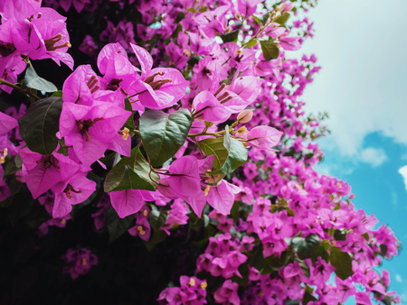 Nyctaginaceae. Bougainvillea glabra purple flowers on the beautiful big tree in botanical gardenの写真素材