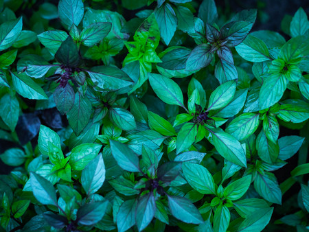 Fresh basil in the garden. Plant food background. Green basilic.の写真素材