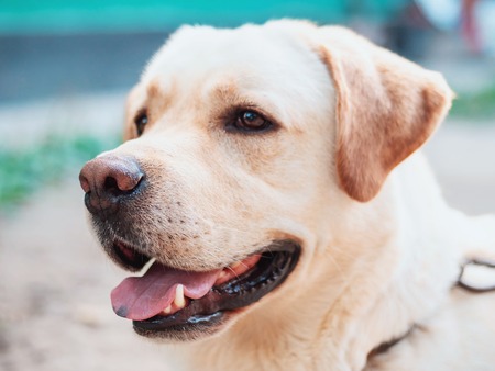 Beautiful adult golden labrador dog. Doggy smiling.の写真素材