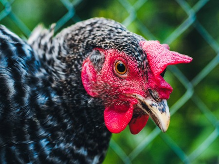 Beautiful super close-up portrait of chicken on home farm. Livestock, housekeeping organic agriculture concept. Hen with red scallop looking to cameraの写真素材