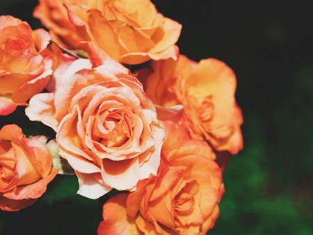 Amazing bouquet of roses. Vintage toned image. Copy space. Beautiful bush in the flower garden.の写真素材