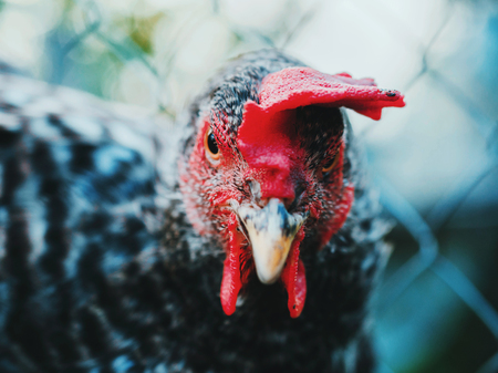 Beautiful super close-up portrait of chicken on home farm. Livestock, housekeeping organic agriculture concept. Hen with red scallop looking to cameraの写真素材